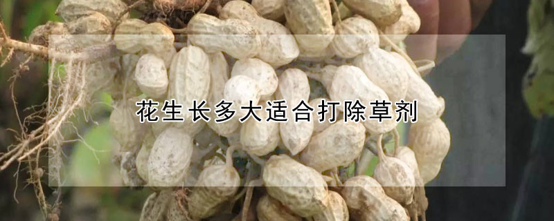 花生長多大適合打除草劑