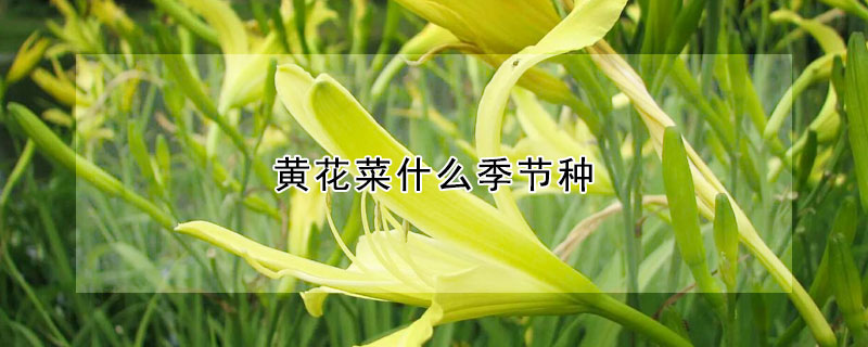 黃花菜什麼季節種