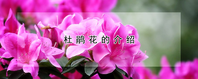 杜鵑花的介紹