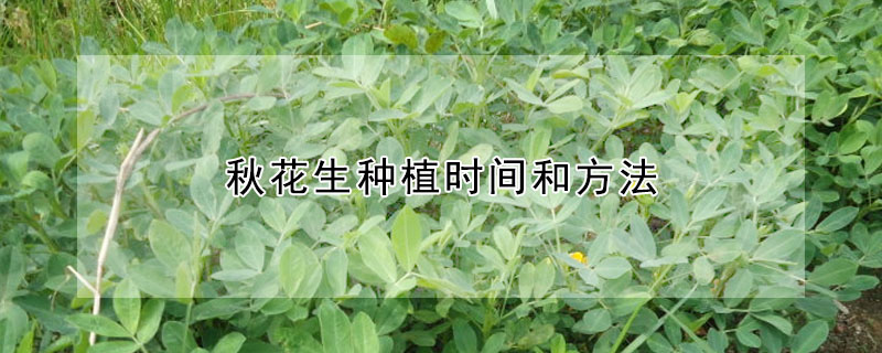 秋花生種植時間和方法