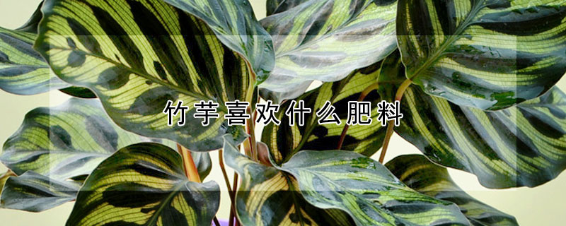 竹芋喜歡什麼肥料