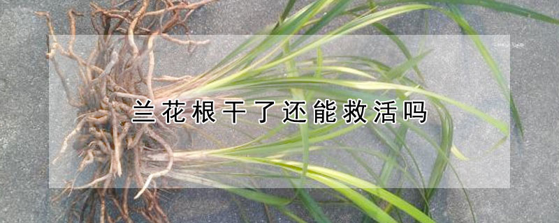 蘭花根幹了還能救活嗎