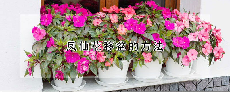 鳳仙花移盆的方法