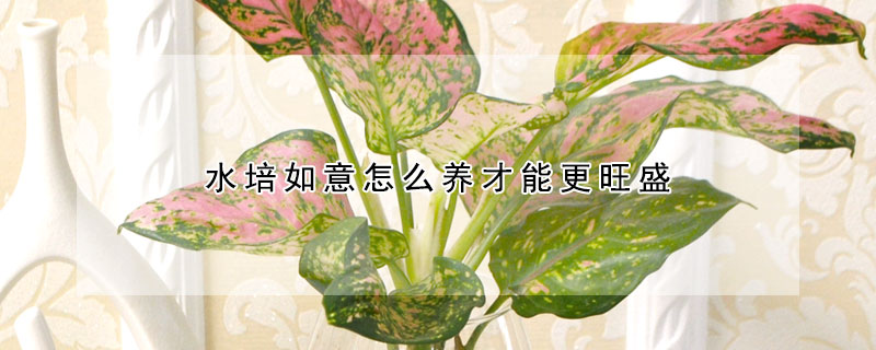 水培如意怎麼養才能更旺盛