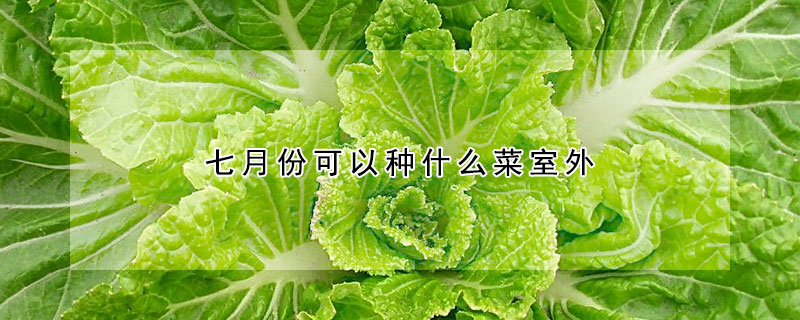 七月份可以種什麼菜室外