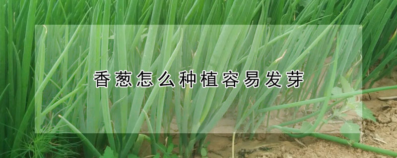 香蔥怎麼種植容易發芽