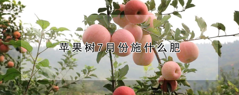 蘋果樹7月份施什麼肥