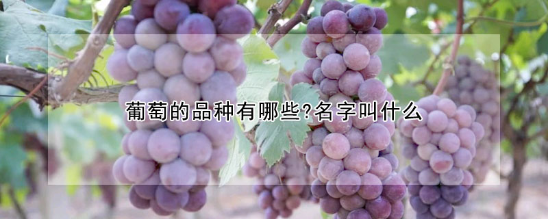 葡萄的品種有哪些?名字叫什麼