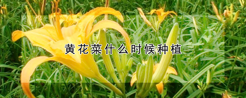 黃花菜什麼時候種植