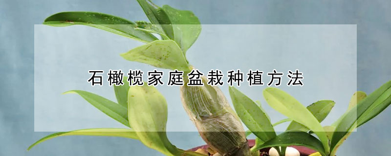 石橄欖家庭盆栽種植方法