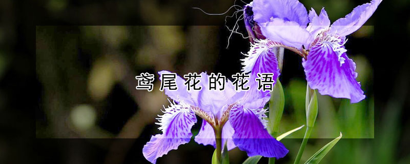 鳶尾花的花語