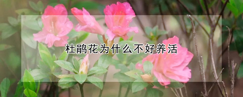 杜鵑花為什麼不好養活