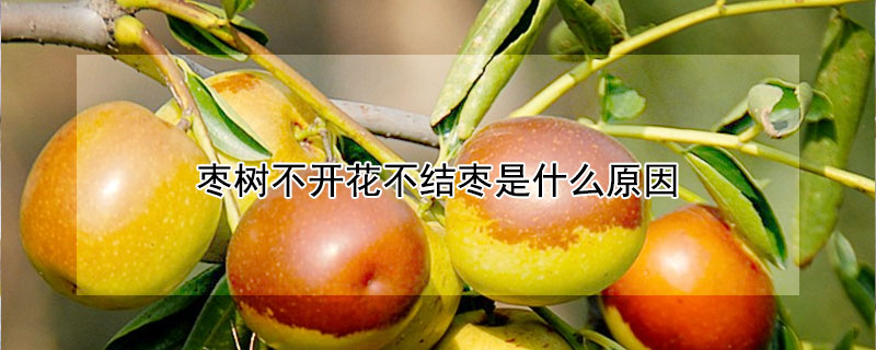 棗樹不開花不結棗是什麼原因