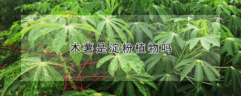 木薯是澱粉植物嗎