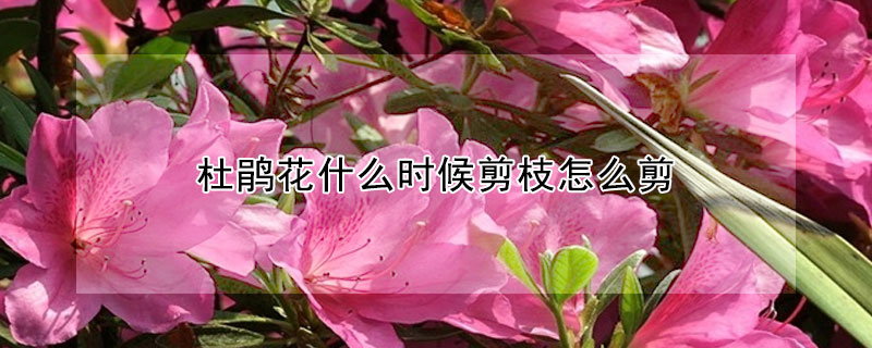 杜鵑花什麼時候剪枝怎麼剪