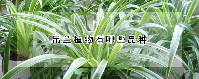 吊蘭植物有哪些品種