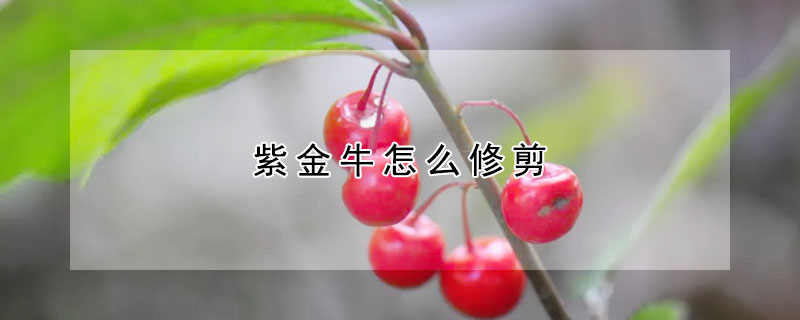 紫金牛怎麼修剪