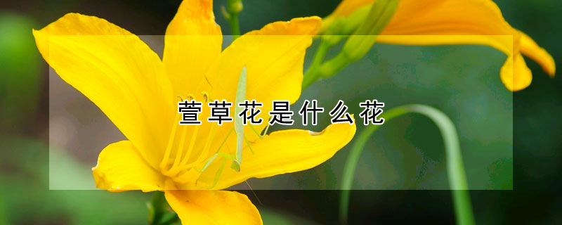 萱草花是什麼花