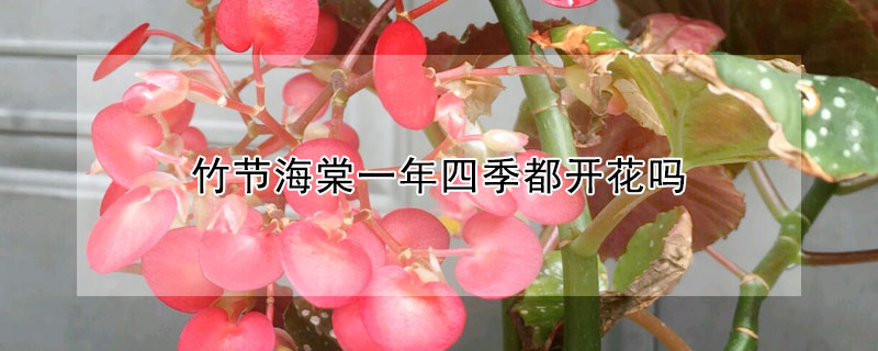 竹節海棠一年四季都開花嗎