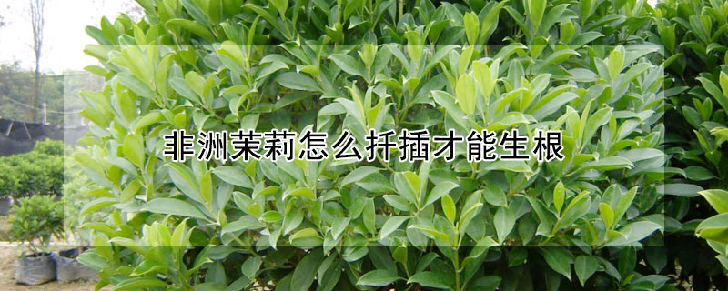 非洲茉莉怎麼扡插才能生根