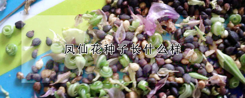 鳳仙花種子長什麼樣