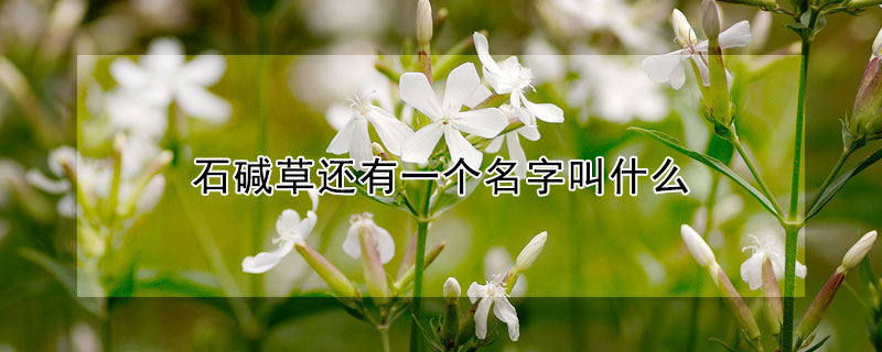 石堿草還有一個名字叫什麼