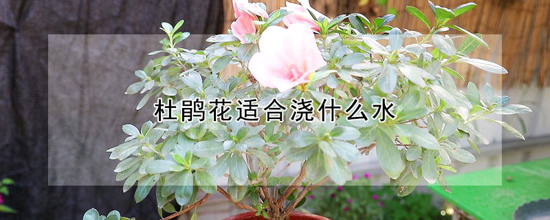 杜鵑花適合澆什麼水