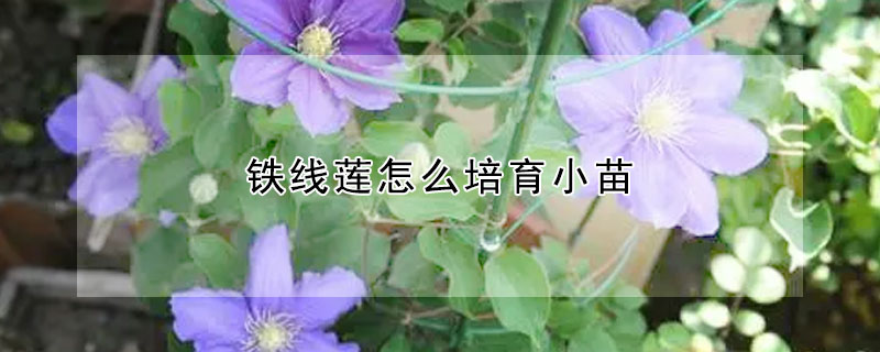 鐵線蓮怎麼培育小苗