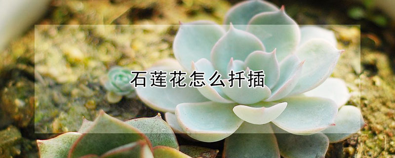 石蓮花怎麼扡插