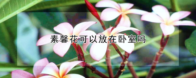 素馨花可以放在臥室嗎