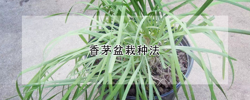 香茅盆栽種法