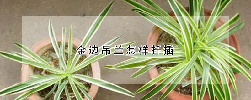 金邊吊蘭怎樣扡插