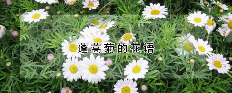 蓬蒿菊的花語