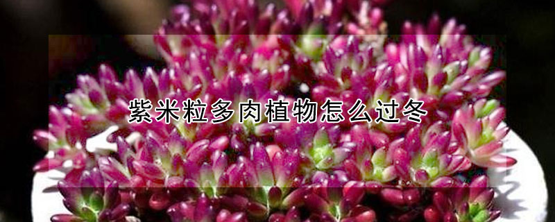 紫米粒多肉植物怎麼過冬