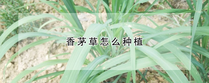 香茅草怎麼種植