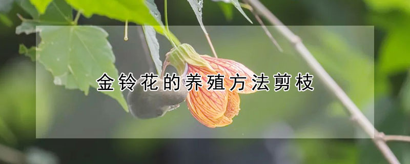 金鈴花的養殖方法剪枝