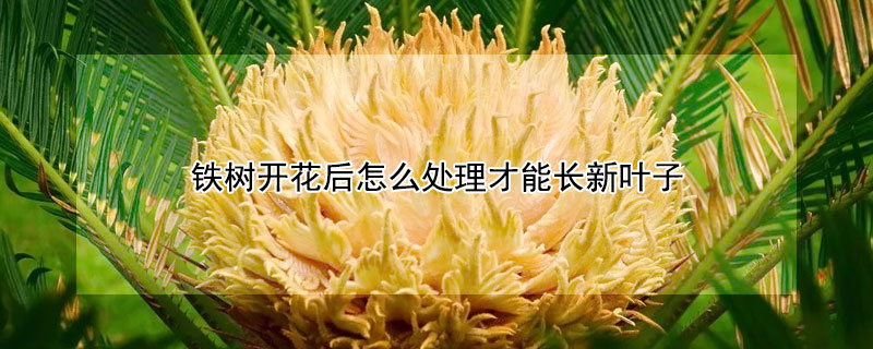 鐵樹開花後怎麼處理才能長新葉子