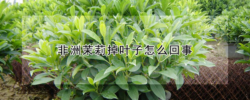 非洲茉莉掉葉子怎麼回事