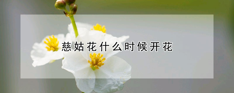 慈姑花什麼時候開花