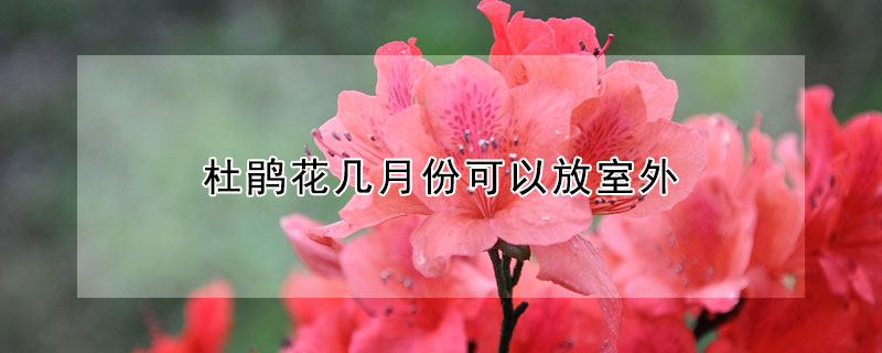 杜鵑花幾月份可以放室外