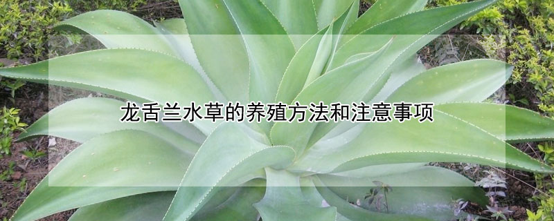 龍舌蘭水草的養殖方法和注意事項