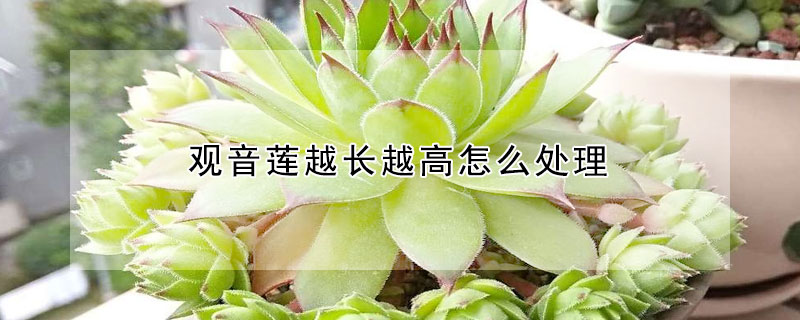 觀音蓮越長越高怎麼處理