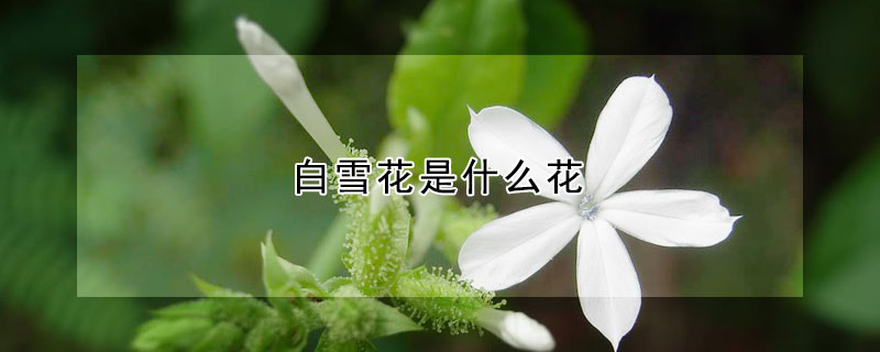 白雪花是什麼花