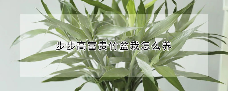 步步高富貴竹盆栽怎麼養