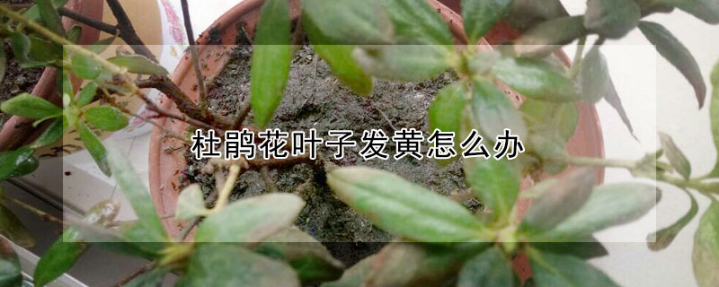 杜鵑花葉子發黃怎麼辦