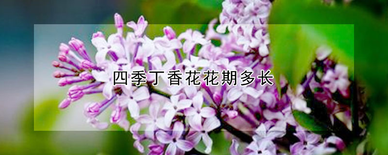 四季丁香花花期多長