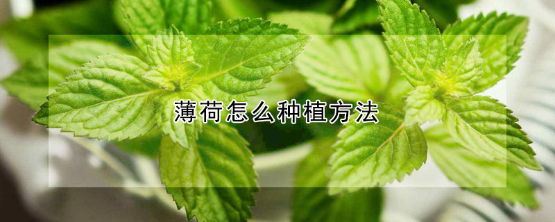 薄荷怎麼種植方法