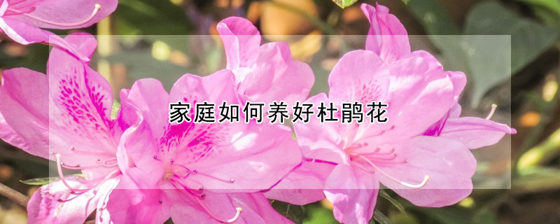 家庭如何養好杜鵑花