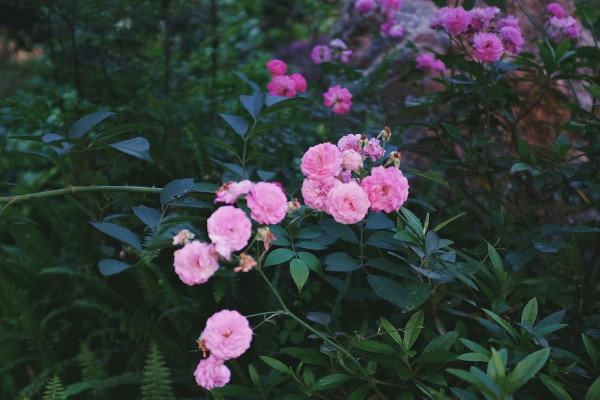 薔薇扡插最簡單方法 薔薇花怎麼扡插