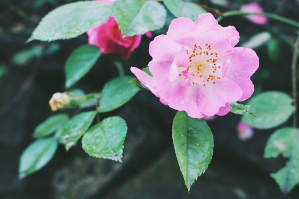 薔薇扡插最簡單方法 薔薇花怎麼扡插